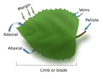 Glossary. Atlas of Plant and Animal Hystology