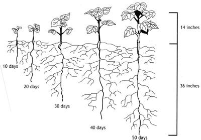 Advancing Cotton EducationGrowth and Development of a Cotton Plant