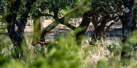 Hunting Texas Axis Deer - Spot And Stalk Bowhunting — Lazy CK Ranch