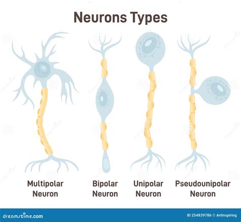 Types Of Neurons Vector Illustration Graphic | CartoonDealer.com #249541725