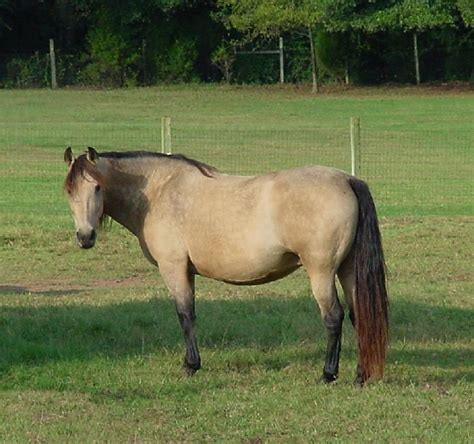 Kennebec Topaz - buckskin Morgan horse mare - the peak of perfection IMHO | Horses, Morgan horse ...