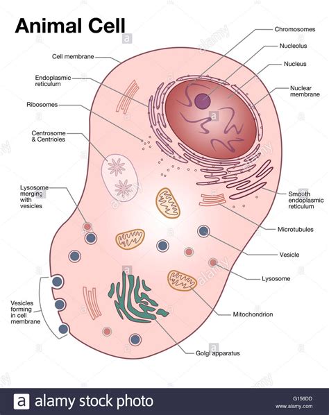 animal cell drawing How to draw plant cell and animal cell/plant cell drawing/animal cell ...