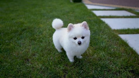 Cute White Pomeranian