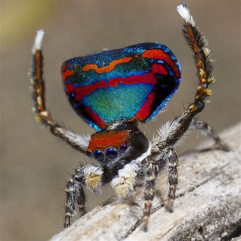 _X8A5605 peacock spider Maratus caeruleus | Courtship dance … | Flickr