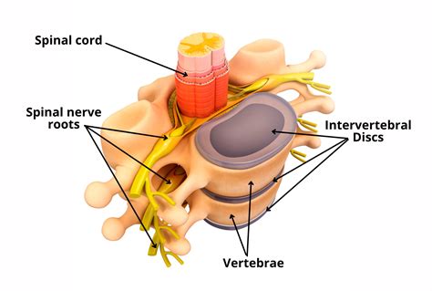 Caso Suposición informal lumbar nerve root anatomy Sudamerica ...