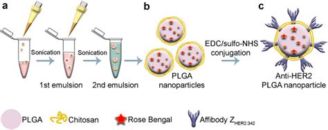 Schematic illustration of PLGA nanoparticle synthesis and chemical ...