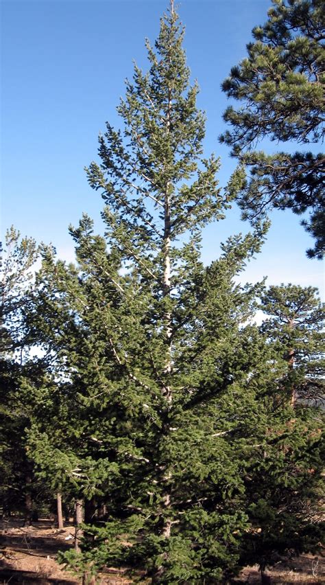 Rocky Mountain Bushcraft: Rocky Mountain Tree Identification: Douglas Fir Tree (Pseudotsuga ...