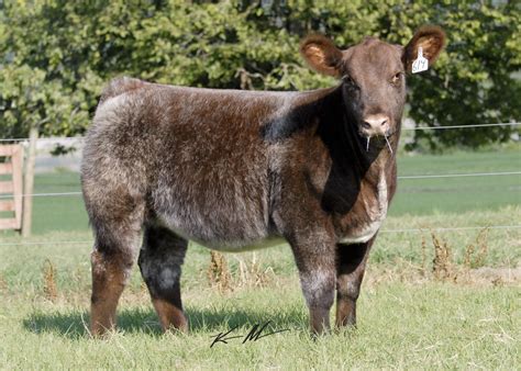 Baughman Show Cattle: Walks Alone x shorthorn | Show cattle, Cattle, Show cows