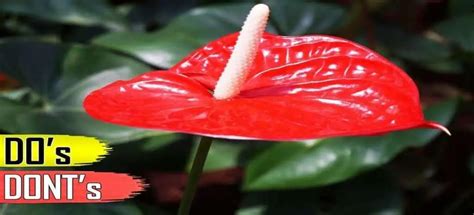 Anthurium Plant Care Tips | Growing anthurium secrets to success