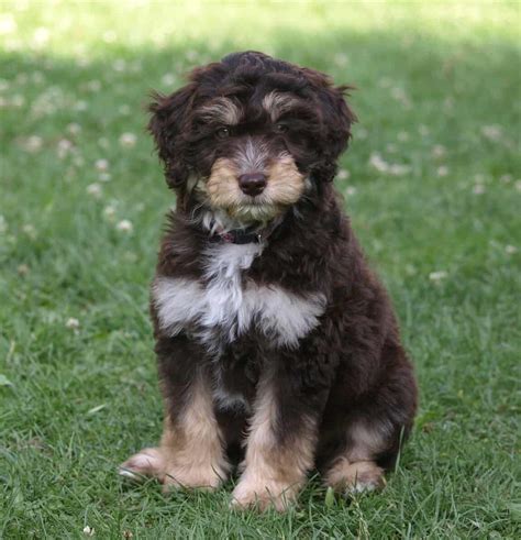 Poodle Miniature Australian Shepherd Mix