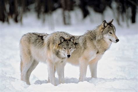 Why Do Wolves Howl? | Britannica