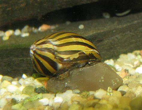 11 Popular Types of Freshwater Aquarium Snails (Species Guide)