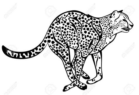 Cheetah Outline Drawing at GetDrawings | Free download