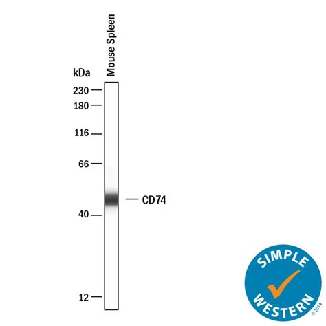 CD74 Antibody [Unconjugated] (AF7478): Novus Biologicals