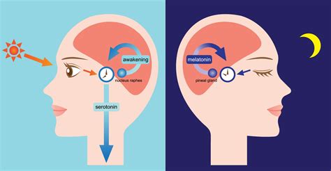 Circadian Rhythm - Pulmonary Associates of the South East is located in ...