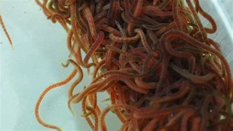 Live Black Worms For Aquarium Fish - David's Aquarium Advice