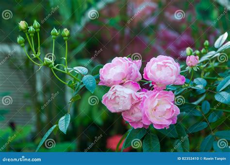 Pink Dwarf Roses in the Garden Stock Photo - Image of beautiful, colorful: 82353410