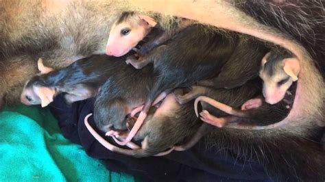 Baby opossums peeking out of mother's pouch - YouTube