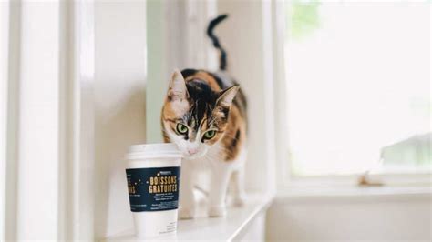 The World's Best Cat Cafes: International & US Cafes to Visit