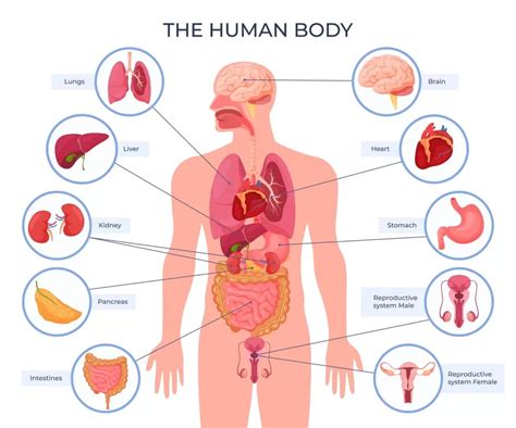 10 Major Organs Of Your Body That Get Affected Due To High Blood Sugar ...