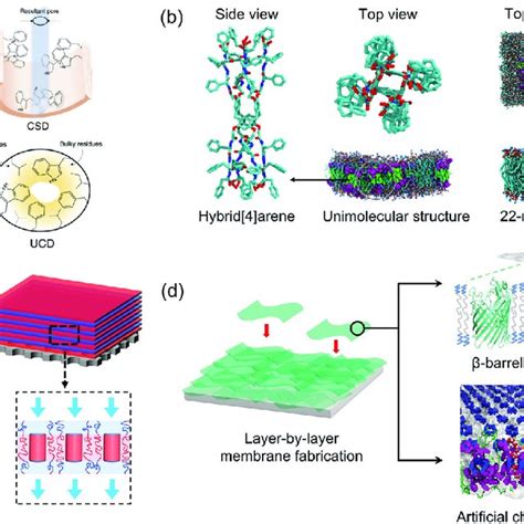 Isoporous membranes using block copolymer scaffolds and... | Download ...