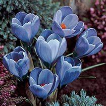 Giant Crocus Bulbs for Naturalizing - Brecks.com