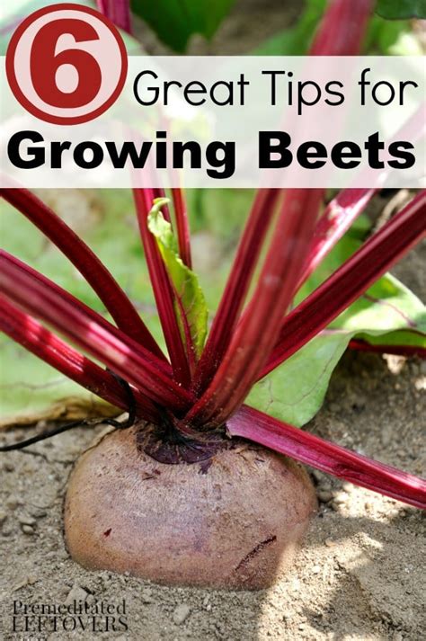 6 Great Tips for Growing Beets