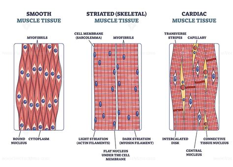 Muscle tissue with smooth, striated and cardiac examples outline diagram - VectorMine