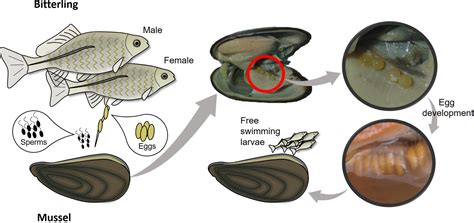 Host size matters for reproduction: evolution of spawning preference and female reproductive ...