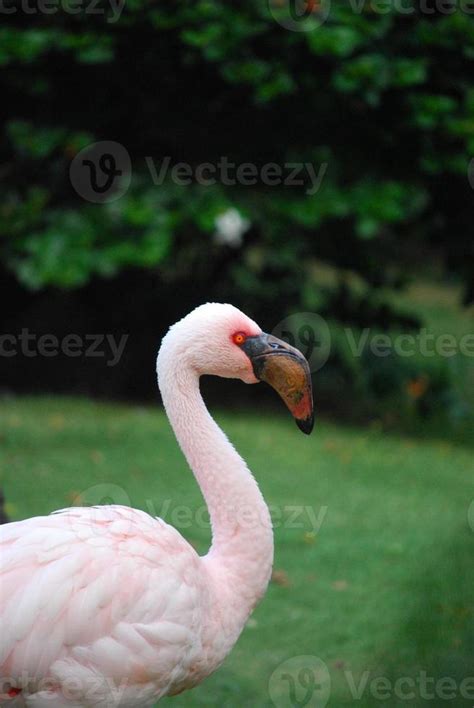 Gorgeous Lesser Flamingo Bird Up Close 11897110 Stock Photo at Vecteezy