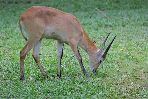 A Two Antelope is Eating Grass in a Meadow. Stock Photo - Image of ...