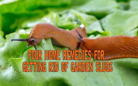 Four Home Remedies For Getting Rid Of Garden Slugs | Prepper's Will