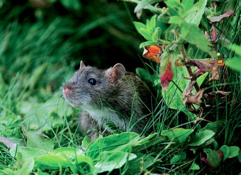 The Gray Gallery / Nature through the lens: Brown Rat (Rattus norvegicus)