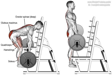 Barbell rack pull. A major back and lower-body compound exercise! Main ...