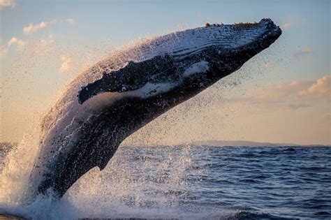 Humpback Whale Breaching At Sunset Stock Photo - Download Image Now - iStock