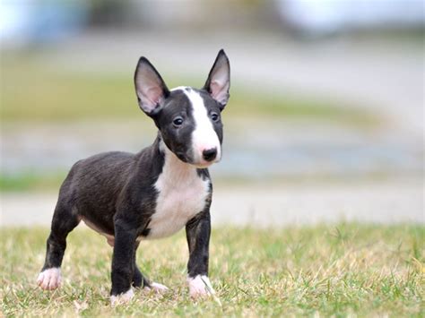 How Much Are Miniature Bull Terrier Puppies