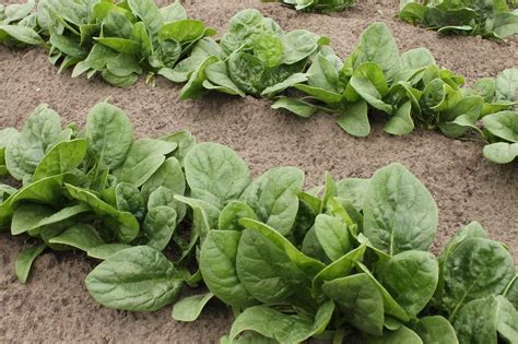 10 Common Spinach Growing Mistakes and Solutions - Gardening Channel