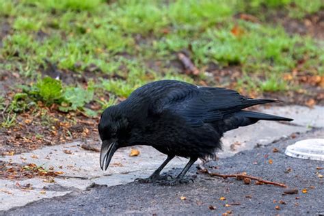 "Carrion Crow" Images – Browse 12,008 Stock Photos, Vectors, and Video ...