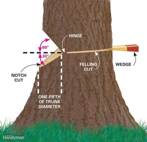 Cut Down A Tree Safely | Best Diagram Collection