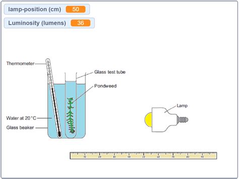 Effect of Light Intensity on the rate of Photosynthesis | Teaching ...