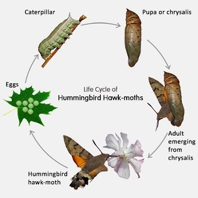 Hummingbird Moth Life Cycle – Strength Of The Small