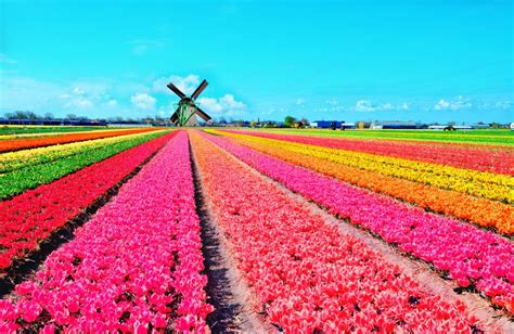 In spring the Dutch countryside becomes a rainbow of tulips - Easyvoyage