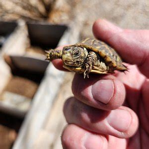 Baby desert box turtle! | Arachnoboards