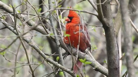 Northern Cardinal Song