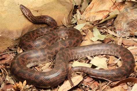 Spotted Python - South East Snake Catcher - Gold Coast