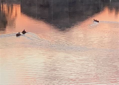 three ducks are swimming in the water at sunset