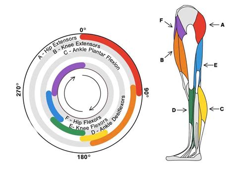 Unlock Your Cycling Potential: The Secrets Behind the Perfect Pedal ...