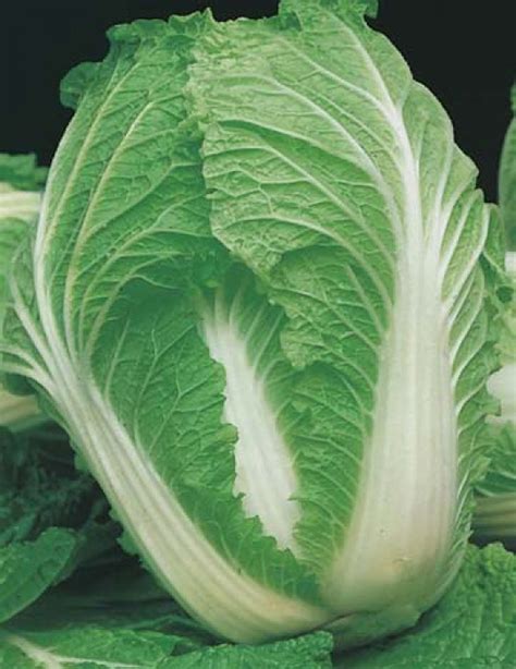 Seeds - Chinese Cabbage Nagaoka - Springvale Garden Centre