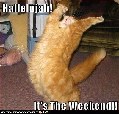 Lolcats - hallelujah - LOL at Funny Cat Memes - Funny cat pictures with ...