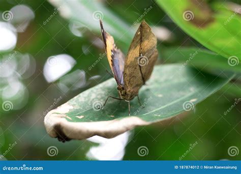 Kallima Inachus, or Dead Leaf is the Butterfly Wings are Shaped Like a Leaf Stock Photo - Image ...